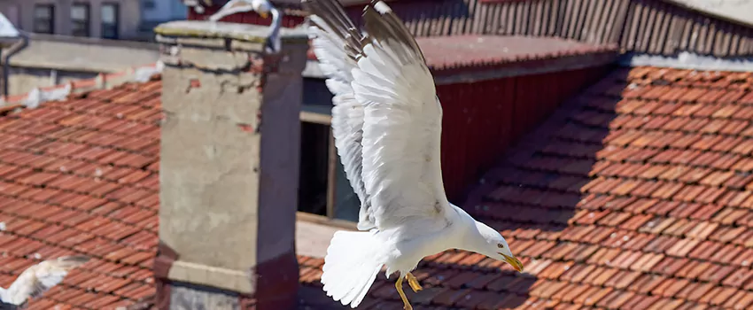 Residential Chimney Animal Removal Solution in Bowie, MD